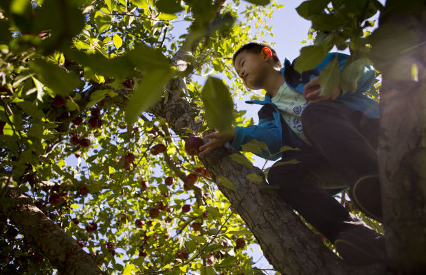 AppleJack Festival at Arbor Day Farm